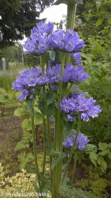 Campanula cervicaria, hirvenkello